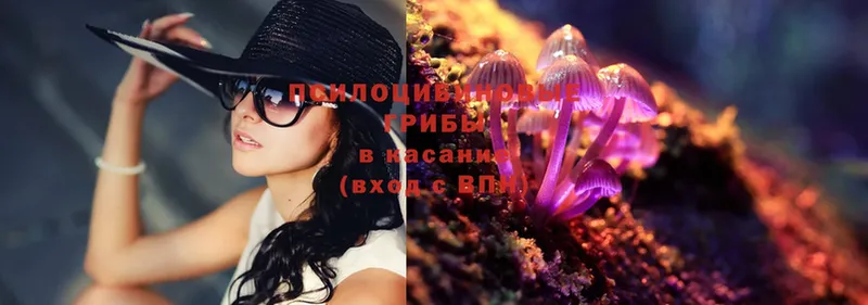 купить наркотики сайты  Бежецк  Псилоцибиновые грибы Psilocybe 